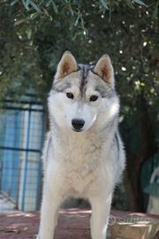 Siberian Husky