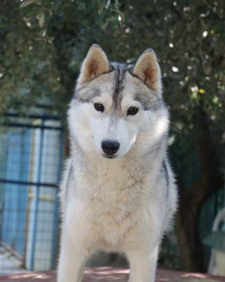 Siberian Husky