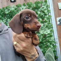 Bassotto femmina cioccolato pedigree ENCI