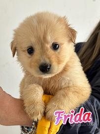 Cuccioli futura taglia media