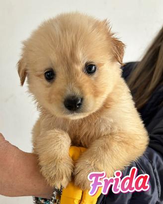 Cuccioli futura taglia media