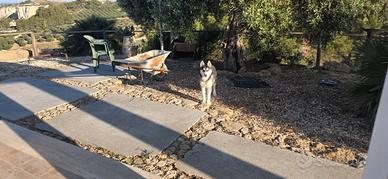 Husky