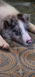 Border collie