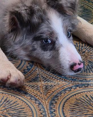 Border collie