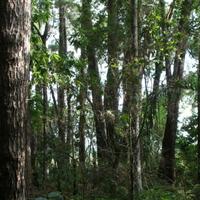 LEGNAME / BOSCO IN PIEDI 