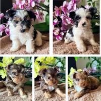 Cuccioli di Biewer e Colorful