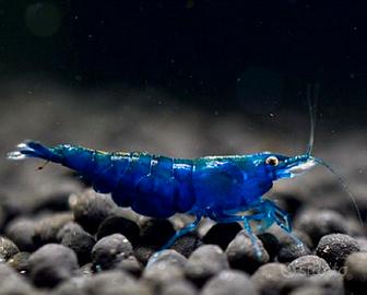 Caridine blu dream
