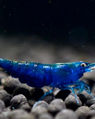 Caridine blu dream