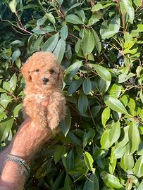 Maltipoo
