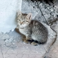 Gatto Gattino micio