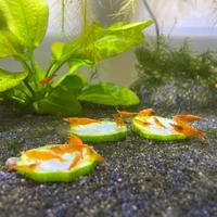 Neocaridine Orange Sakura