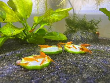 Neocaridine Orange Sakura