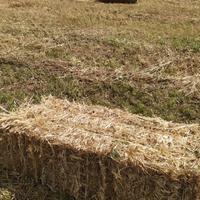 Balle piccole di fieno