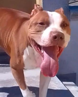 Dylan 5 anni