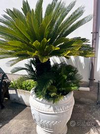 Cycas