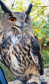 Poiana harris e rapaci