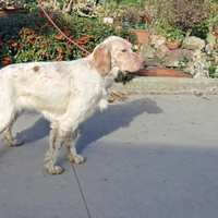 Setter inglese