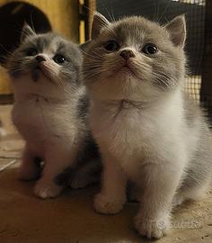 Gatto