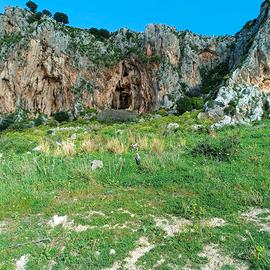 Terreno agricolo uliveto