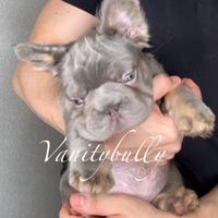 Bulldog francese big rope fluffy