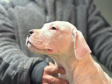 Ultimo Cucciolo Maschio di Dogo Argentino