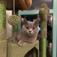 British shorthair blu per monta