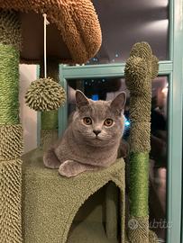 British shorthair blu per monta