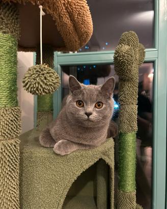 British shorthair blu per monta