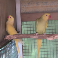 Coppia di parrocchetti dal collare