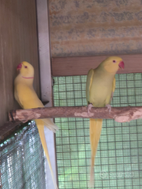 Coppia di parrocchetti dal collare