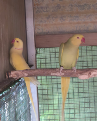 Coppia di parrocchetti dal collare