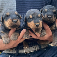 In arrivo cuccioli di airedale terrier