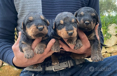 In arrivo cuccioli di airedale terrier