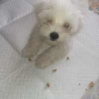 Bison maltezi mini toy