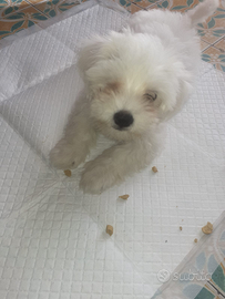 Bison maltezi mini toy