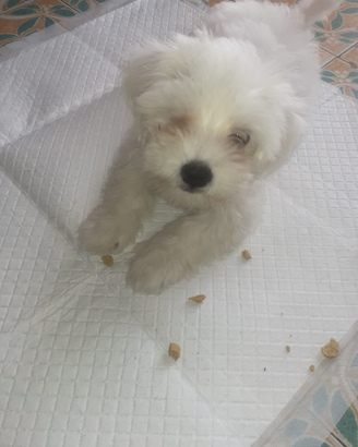 Bison maltezi mini toy