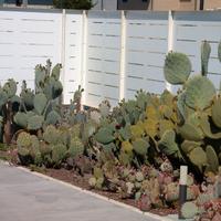 Piante grasse opuntie