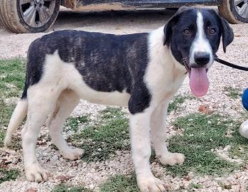 Amanda dolce cucciola