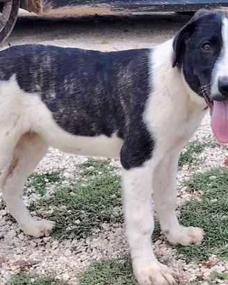 Amanda dolce cucciola