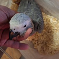 Pullo di cenerino taglia grande con documenti