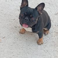 Disponibile per monta