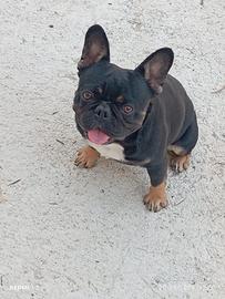 Disponibile per monta