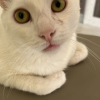 Karma e Miele gattini di due anni