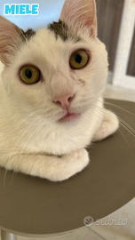 Karma e Miele gattini di due anni