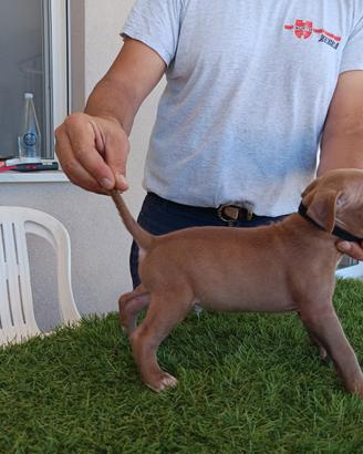 American pit bull terrier maschio lilac fawn