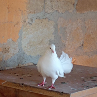 Pavoncelle classiche bianche