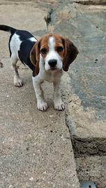 Beagle