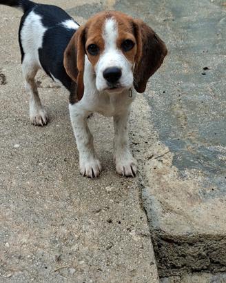 Beagle