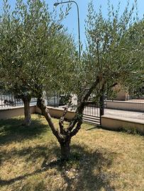 Olivo ventennale