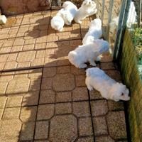 Cuccioli di maltese